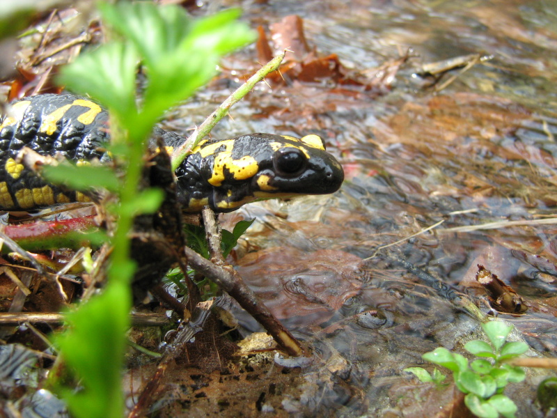 Il parto della Salamandra